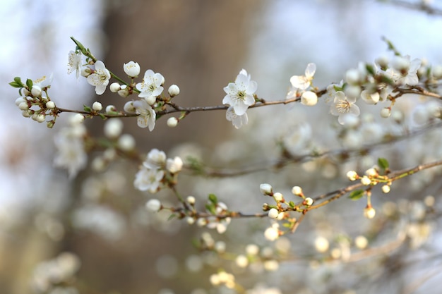 写真 春の桜の花のクローズアップ春の時期桜の開花枝繊細な春の開花