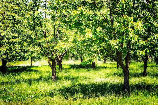 Spring cherry orchard