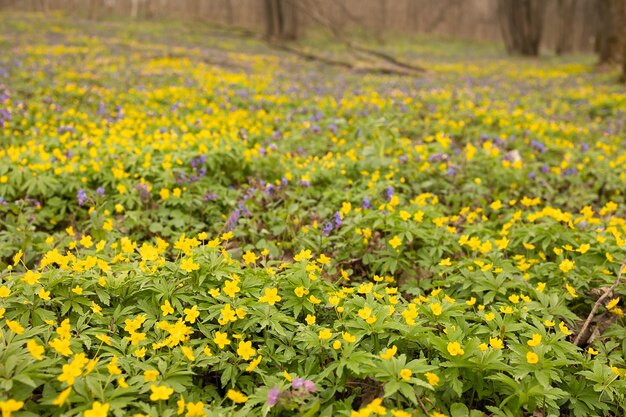 봄 치스약 숲 속의 봄 치스약의 노란 꽃의 숲 사이의 빈터