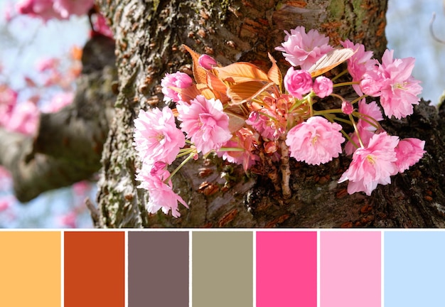 Spring color matching palette Pink sakura flowers cherry blossoms Orange leaves brown tree trunk