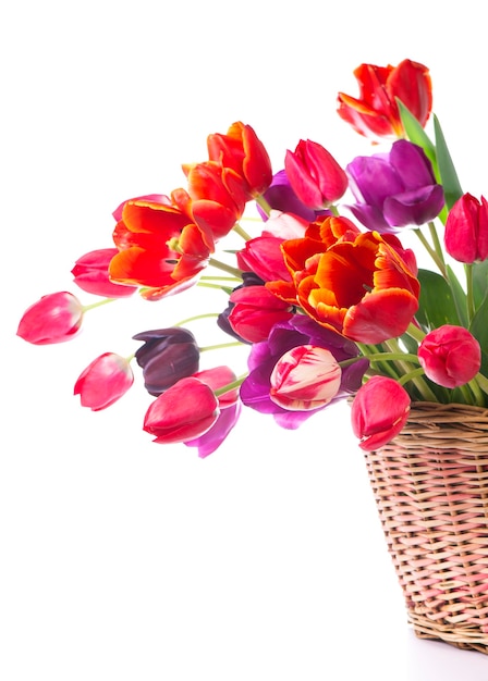 Tulipani di colore di primavera in un bouquet con bellissimi fiori rosa, rossi isolati su bianco