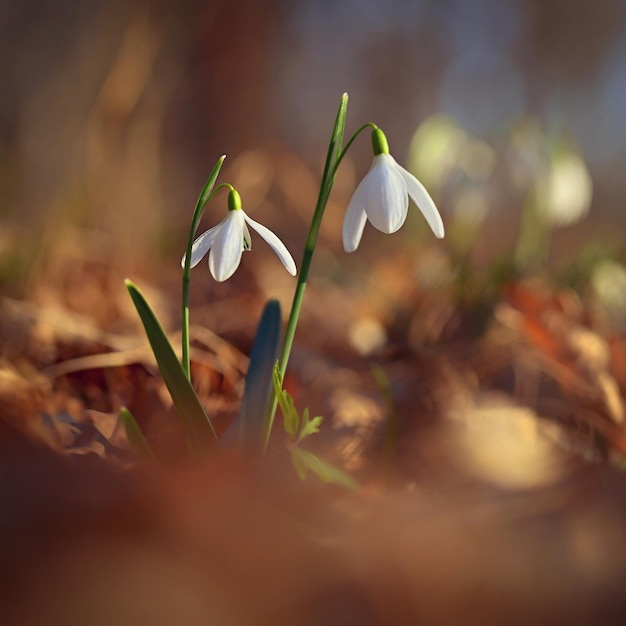 Spring colorful background with flower plant Beautiful nature in spring time Snowdrop Galanthus nivalis