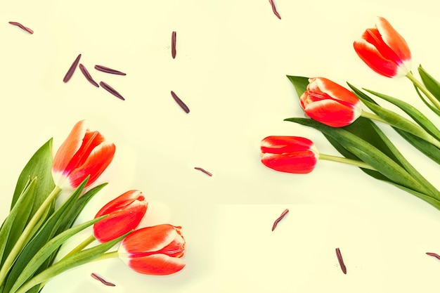 Spring colorful flowers tulips floral collection