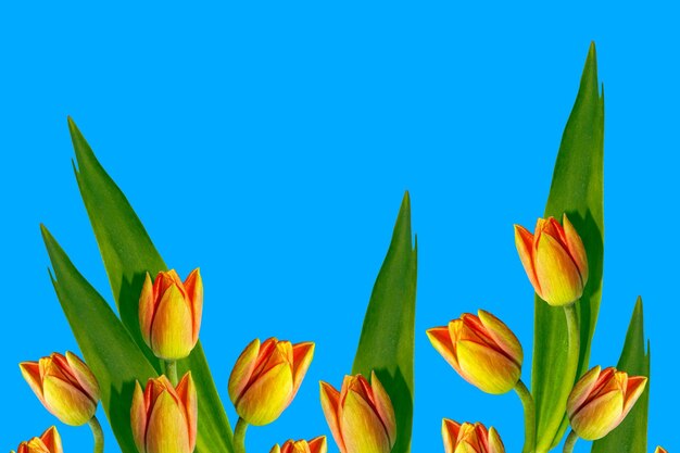 Spring colorful flowers tulips floral collection