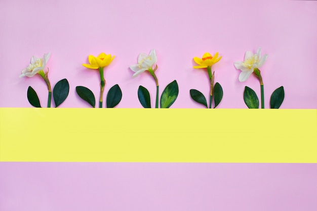 Spring composition made with daffodil flowers on pink background