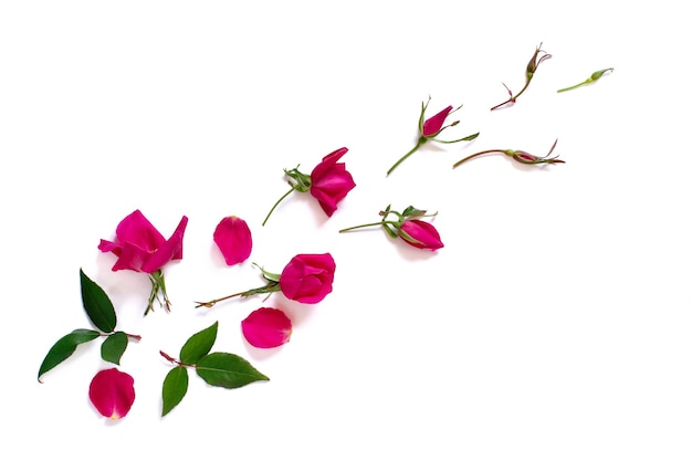 Spring composition with pink roses over white background top view