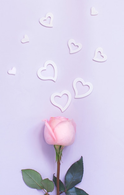 Spring composition with rose and hearts on a pastel  background