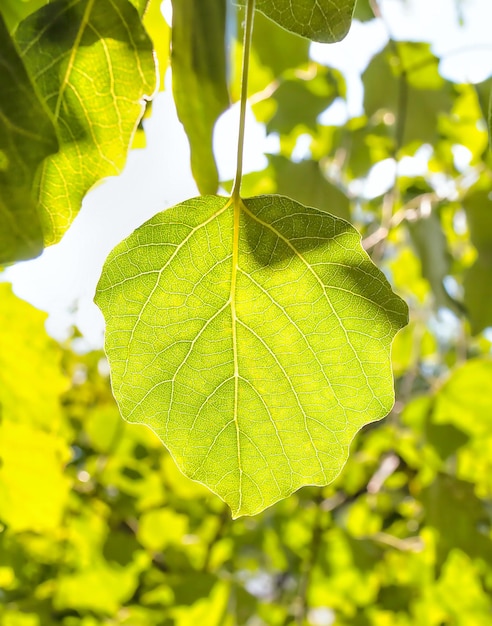 Spring concept. Beautiful green leaves close-up