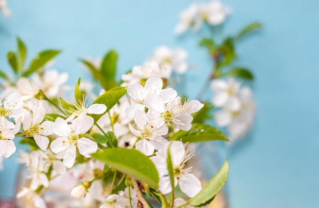 spring concept and flowers white little tree flowers on blue background in a glass pot beautiful c