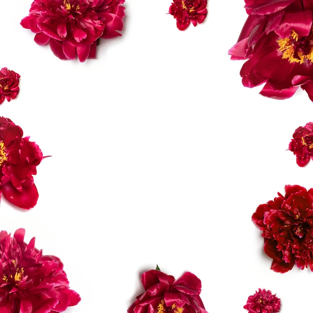 Spring concept. Pattern of beautiful aromatic fresh red peonies on white 