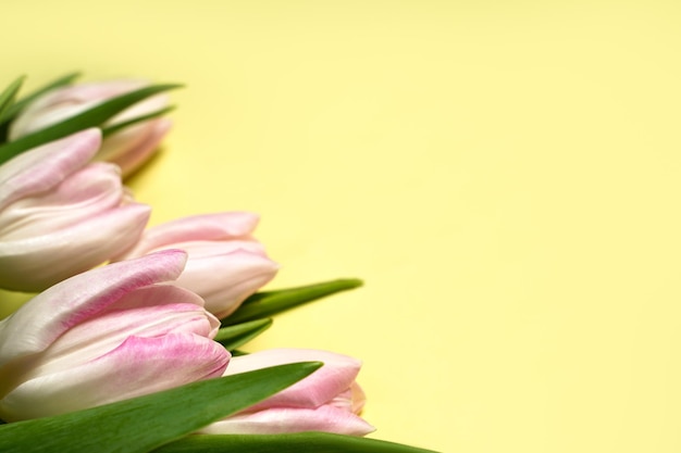 Spring concept Pink tulips on yellow background Copy space High quality photo