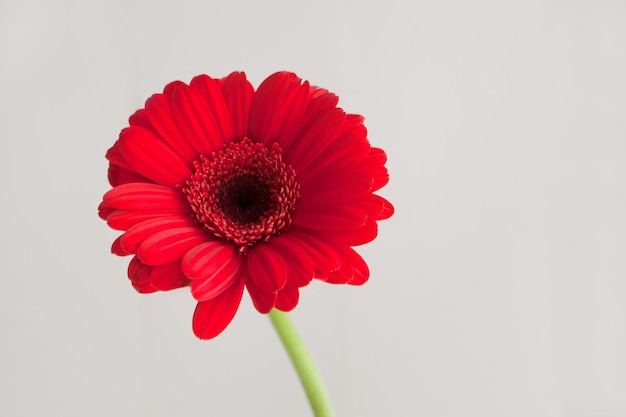 春のコンセプト-赤いガーベラの花-白い背景の上の赤いデイジーマクロ花びら