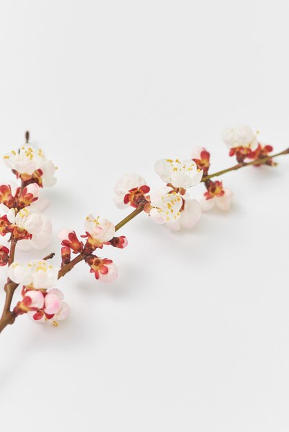 Spring congratulation postcard from fresh branch of natural blooming apricot tree