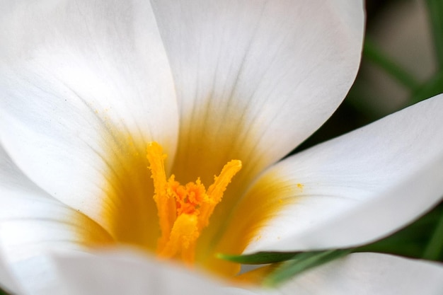 春のクロッカスの花のクローズアップ