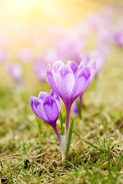 Spring crocus flowers