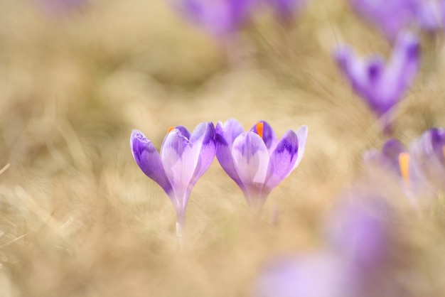 Spring crocus flowers