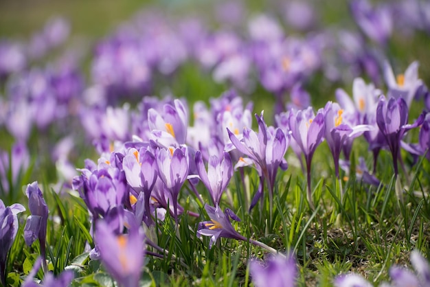 Spring crocus flowers