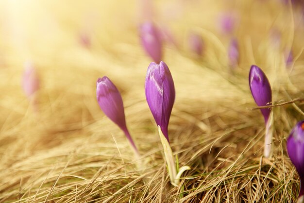 Spring crocus flowers