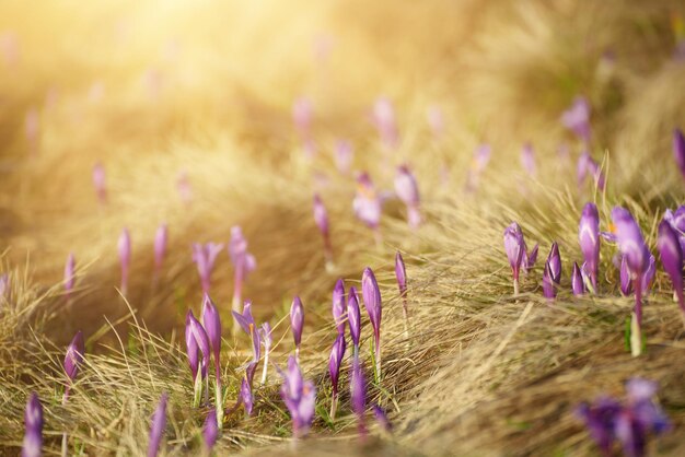 Spring crocus flowers