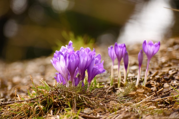 Spring crocus flowers