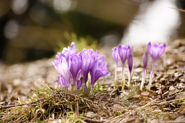 Spring crocus flowers