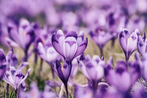 Spring crocus flowers