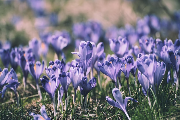 Spring crocus flowers