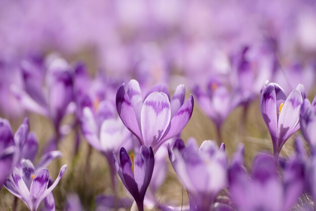 Spring crocus flowers