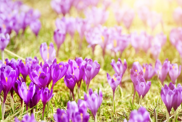 Spring crocus flowers