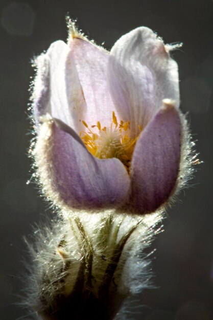 Spring Crocus Sunlit