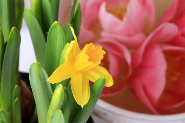 Spring daffodils decoration delicate background selective soft focus