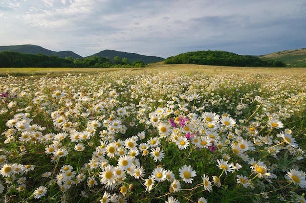 Spring daisy flowers in meadow Beautiful landscapes