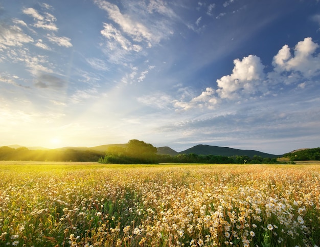 Spring daisy flowers in meadow