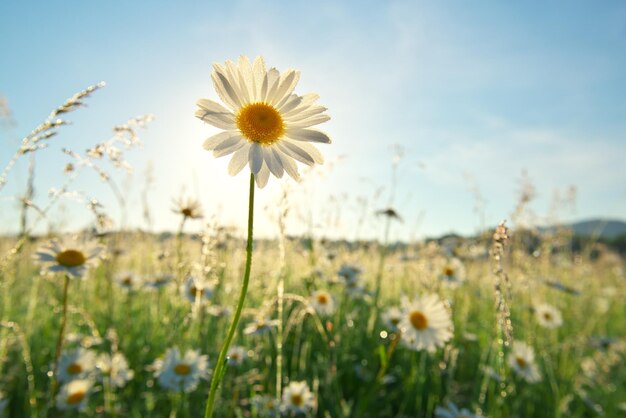 Spring daisy portrait and sunshine