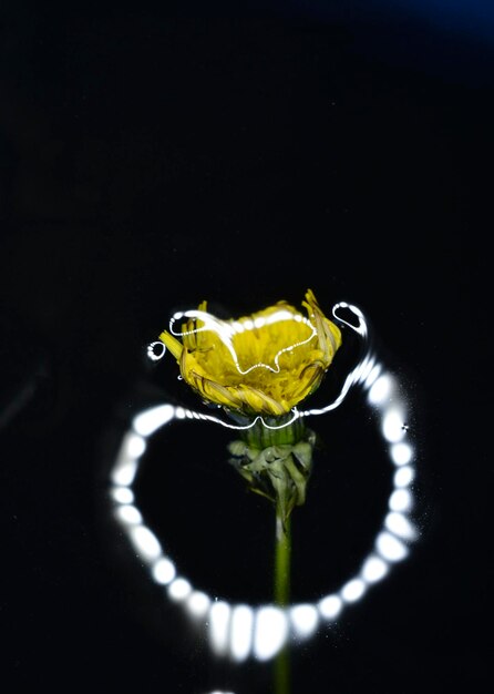 spring dandelion flower in a water with reflections of a led flash