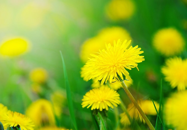 Spring dandelion in green grass