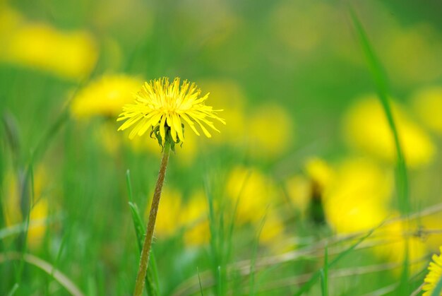 Spring dandelion in green grass