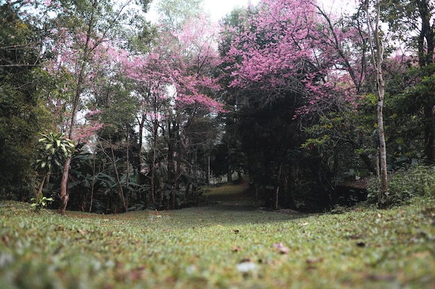 Spring day,Pink flowers in the forest