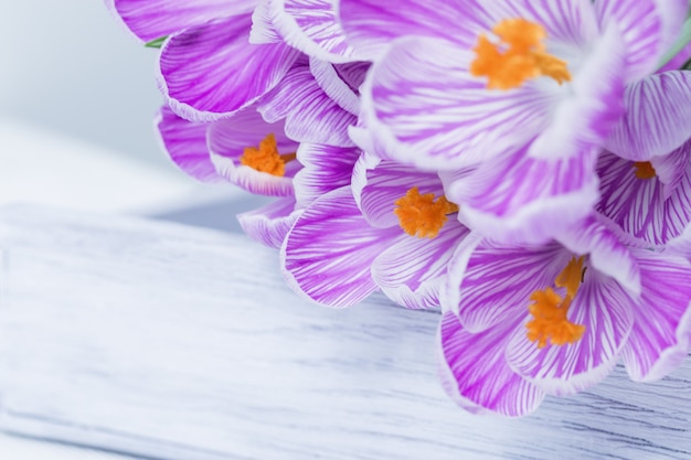 Spring delicate flowers purple colored, bouquet of crocuses on wooden table