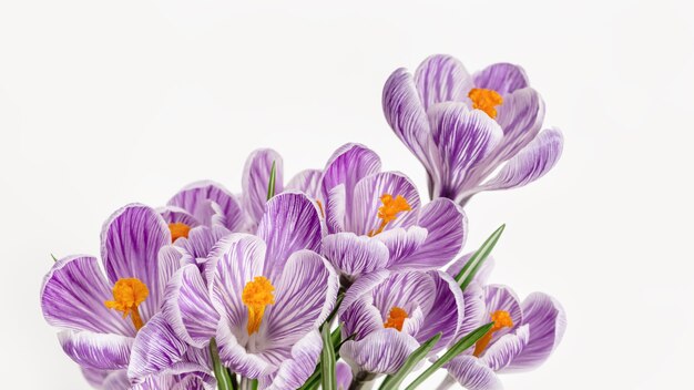 Spring delicate flowers violet colored, close up petals. Natural flowery background