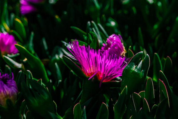 spring delicate purple flower ice plant among green leaves closeup forming the background