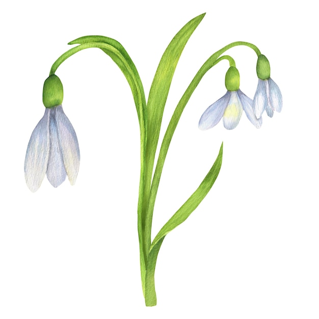Spring delicate white snowdrops stems and green leaves first spring flowers garden clipart isolated