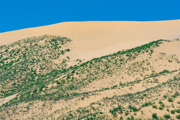 Erba che cresce nel deserto di primavera sul bordo della duna di sabbia di sarykum