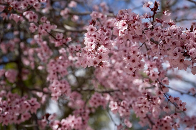 春、美しいピンクの花びらを持つ桜のディテール。