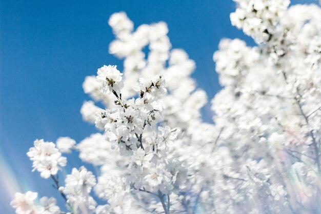 Foto il sogno di primavera