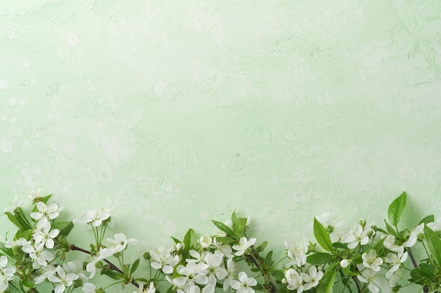 Spring Easter background Passover blooming white apple or cherry blossom on green background Happy Passover background World environment day Easter Birthday womens day holiday Top view Mock up