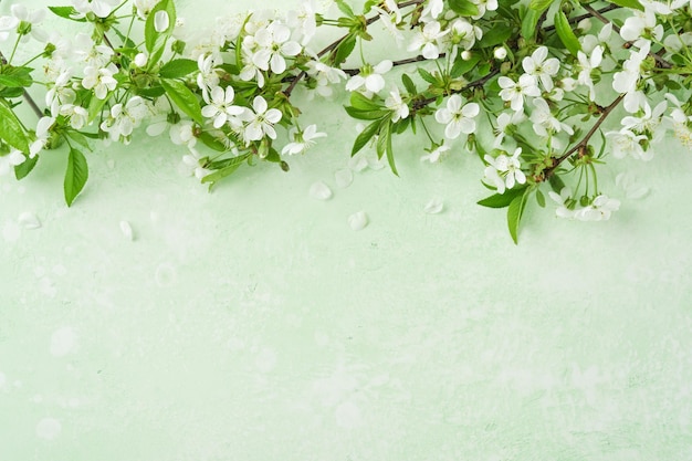 spring easter background passover blooming white apple or cherry blossom on green background happy passover background world environment day easter birthday womens day holiday top view mock up