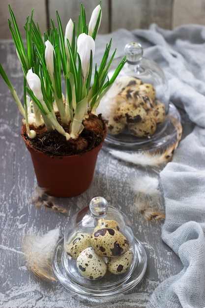 Spring or Easter composition with crocuses and quail eggs on a gray concrete background.