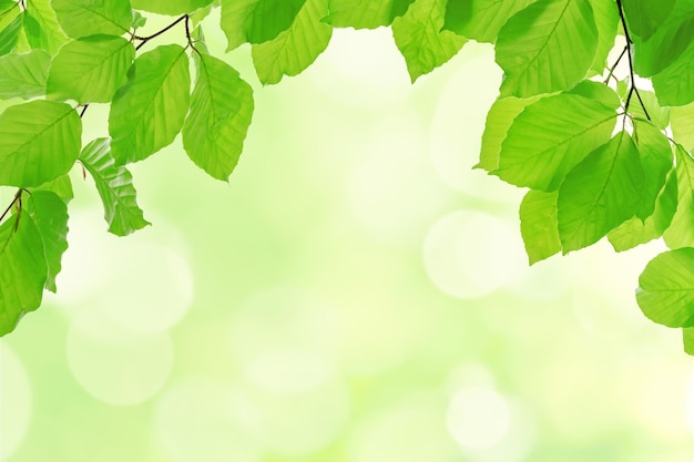 Весенний экологически чистый шаблон ярко-зеленые ветви бука с копировальным пространством