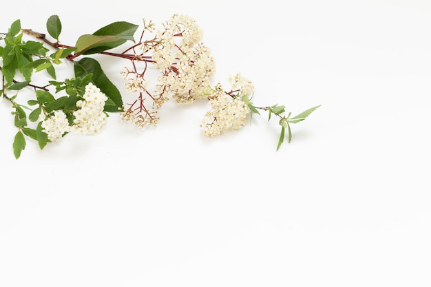 Spring elderflowers on white background